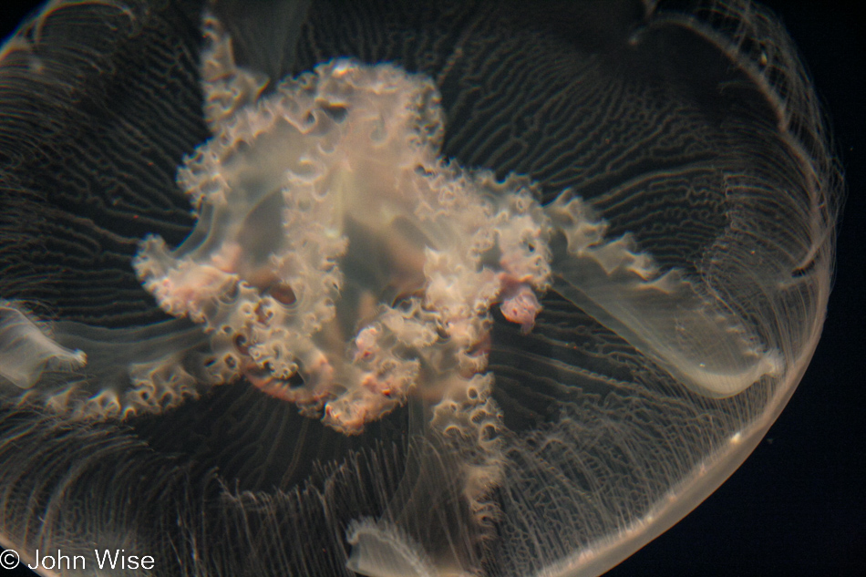 Monterey Bay Aquarium in Monterey, California