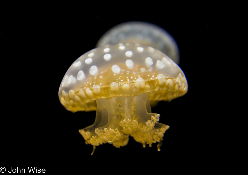 Monterey Bay Aquarium in Monterey, California