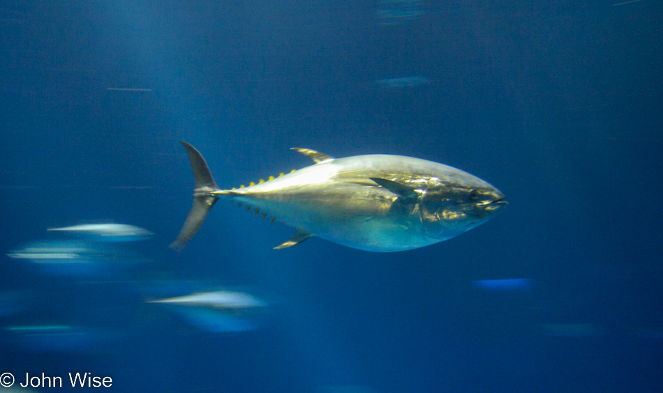 Monterey Bay Aquarium in Monterey, California