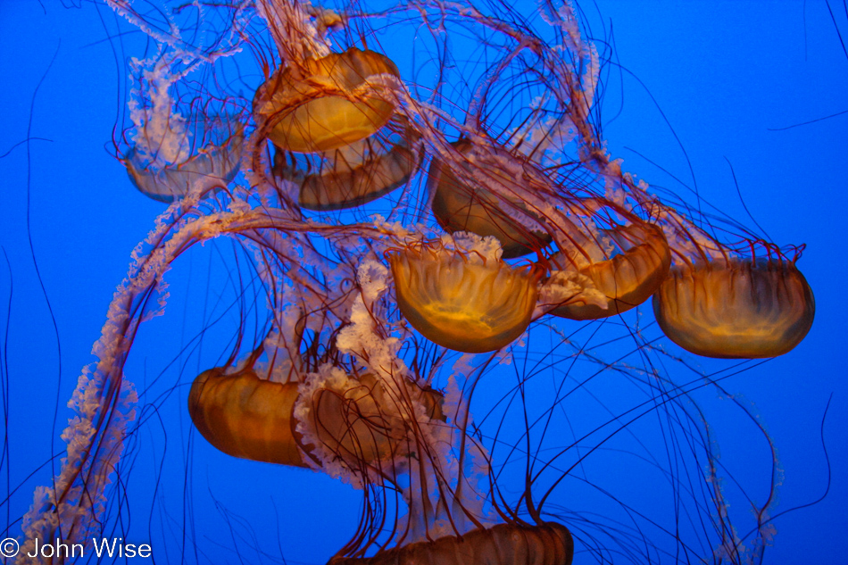 Monterey Bay Aquarium in Monterey, California
