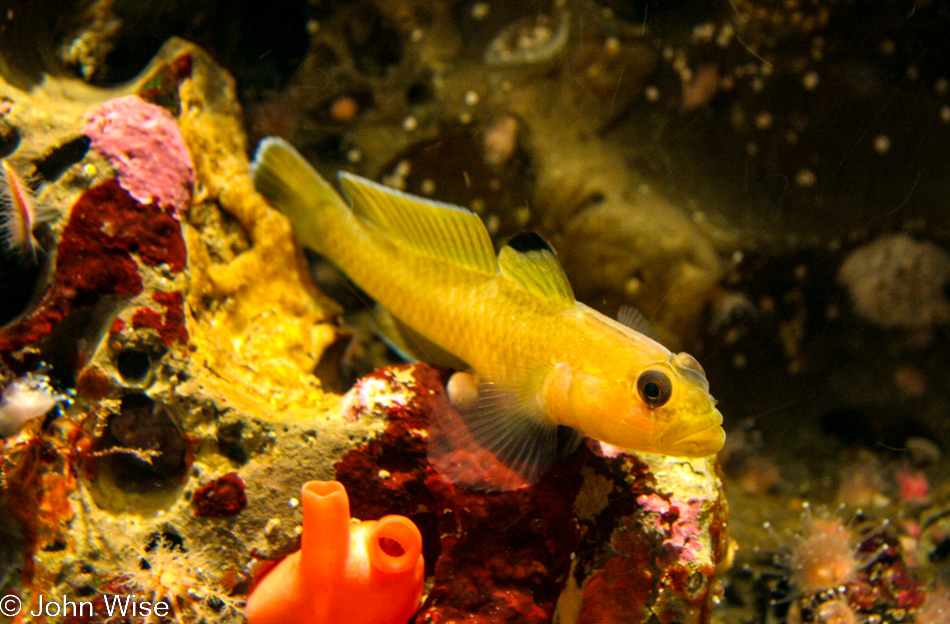 Monterey Bay Aquarium in Monterey, California