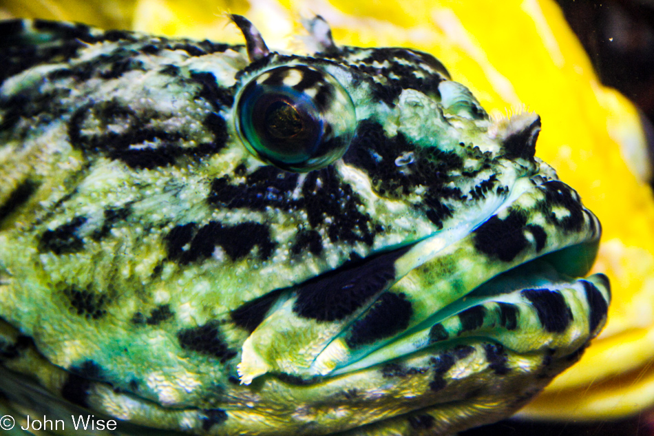 Monterey Bay Aquarium in Monterey, California