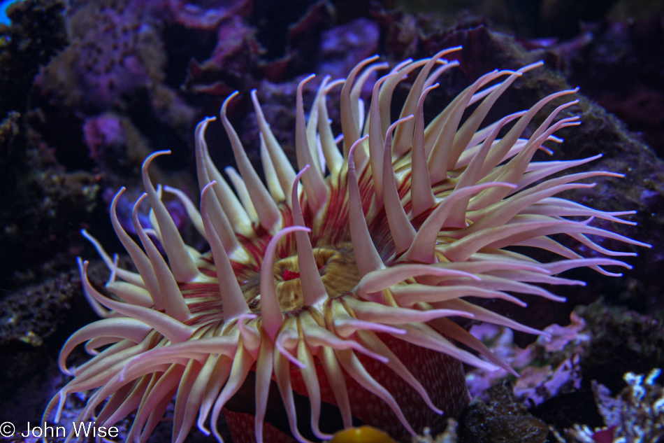 Monterey Bay Aquarium in Monterey, California