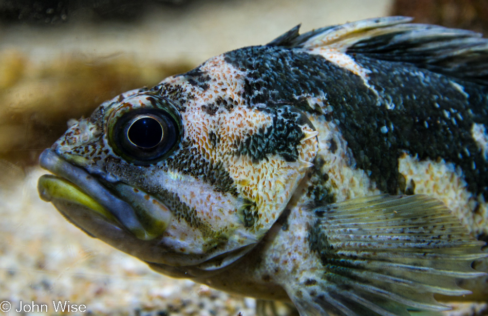 Monterey Bay Aquarium in Monterey, California