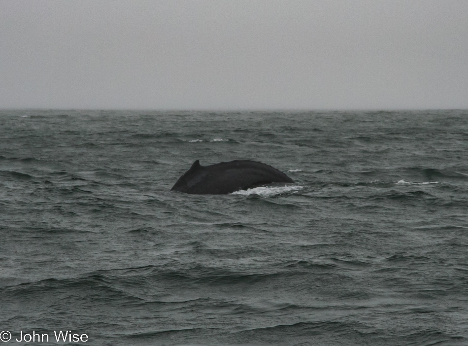 Whale watching on Monterey Bay in Monterey, California