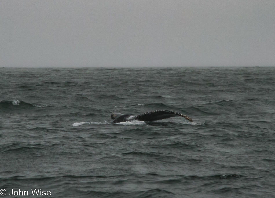 Whale watching on Monterey Bay in Monterey, California