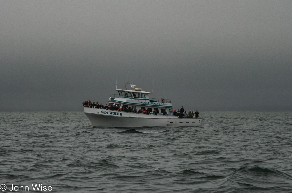 Whale watching on Monterey Bay in Monterey, California