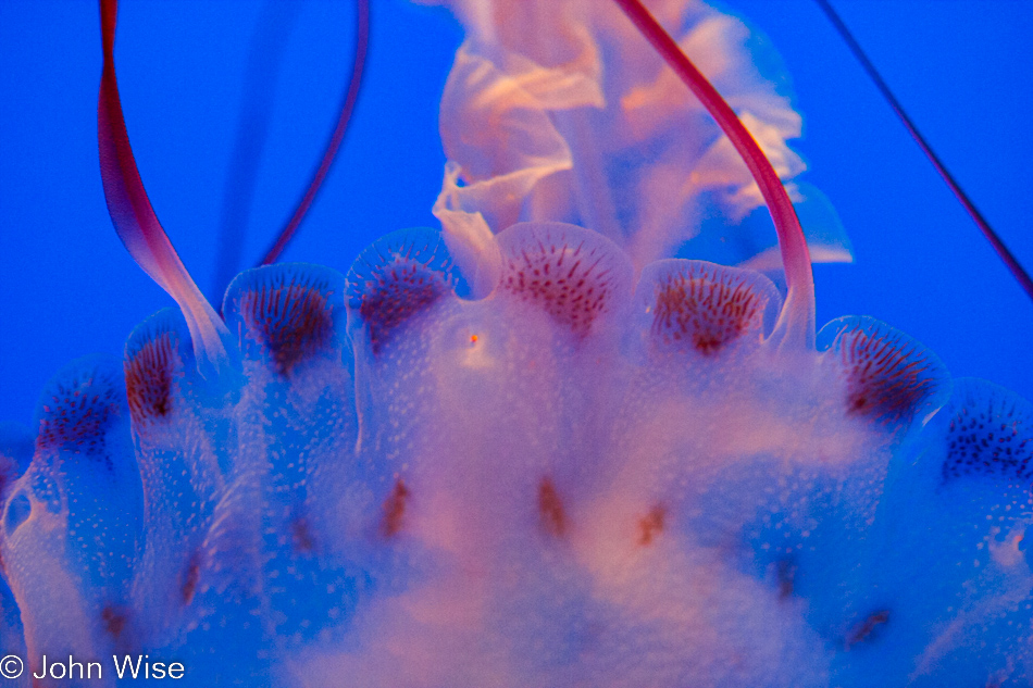 Monterey Bay Aquarium in Monterey, California