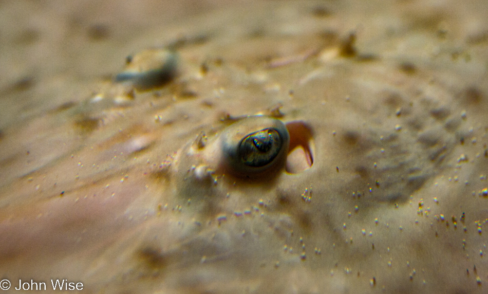 Monterey Bay Aquarium in Monterey, California