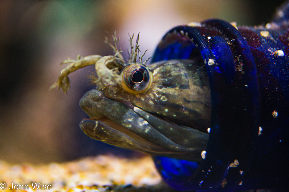 Monterey Bay Aquarium in Monterey, California