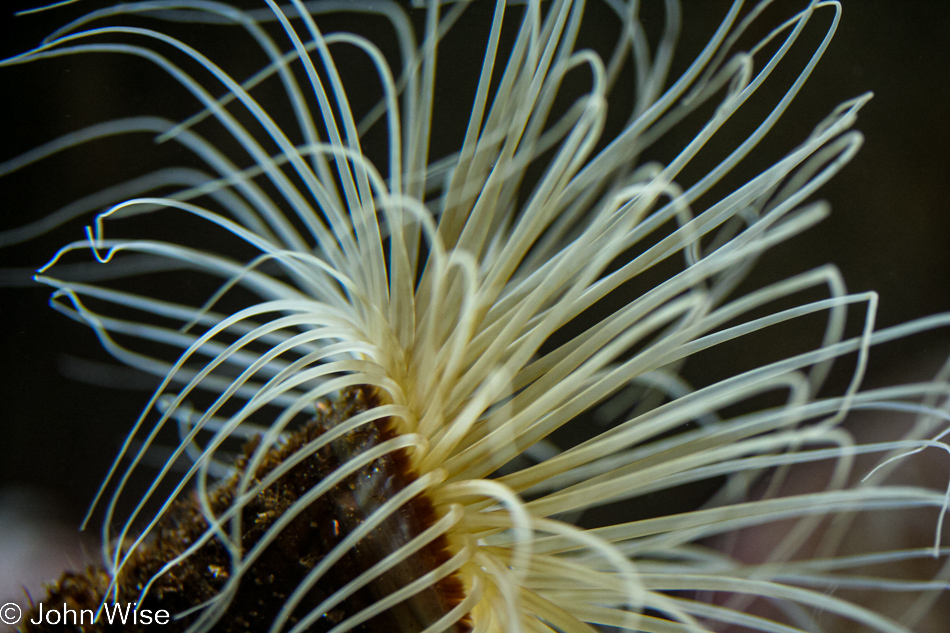 Monterey Bay Aquarium in Monterey, California