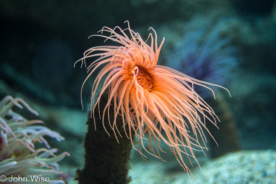 Monterey Bay Aquarium in Monterey, California