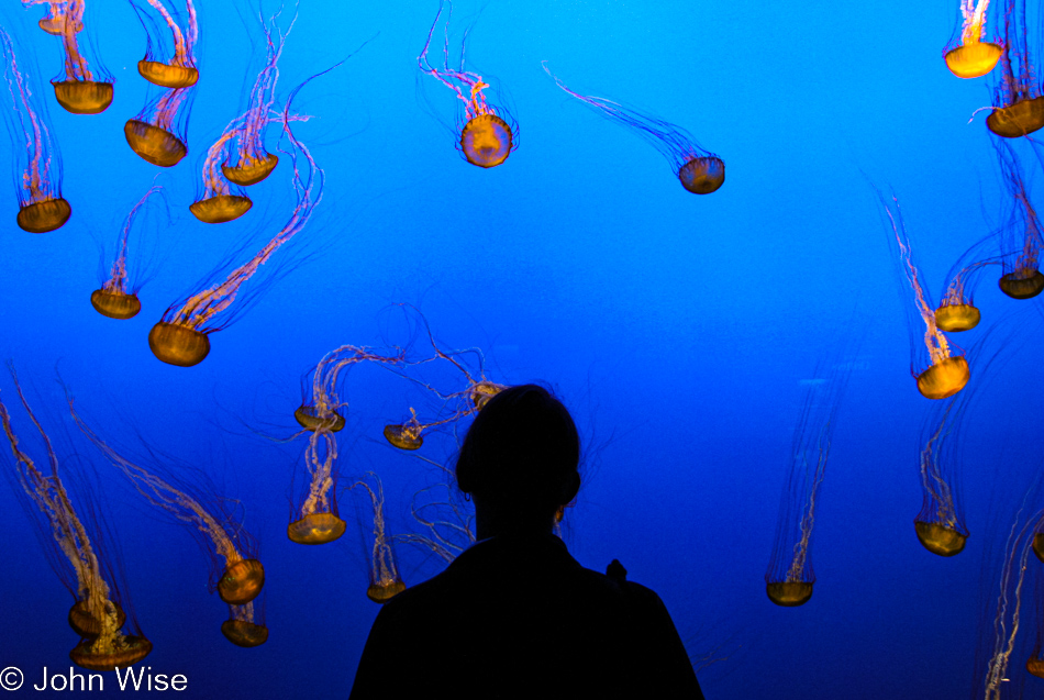 Monterey Bay Aquarium in Monterey, California