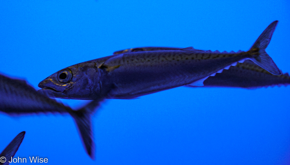 Monterey Bay Aquarium in Monterey, California