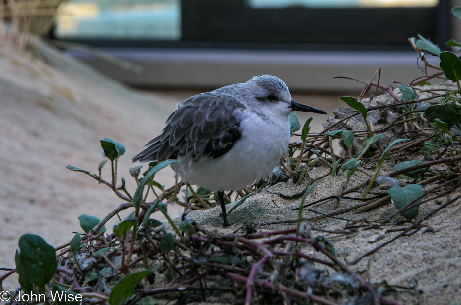 Monterey Bay Aquarium in Monterey, California