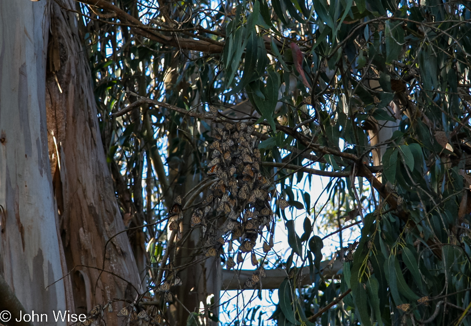 Monarch butterflies in Pacific Grove, California