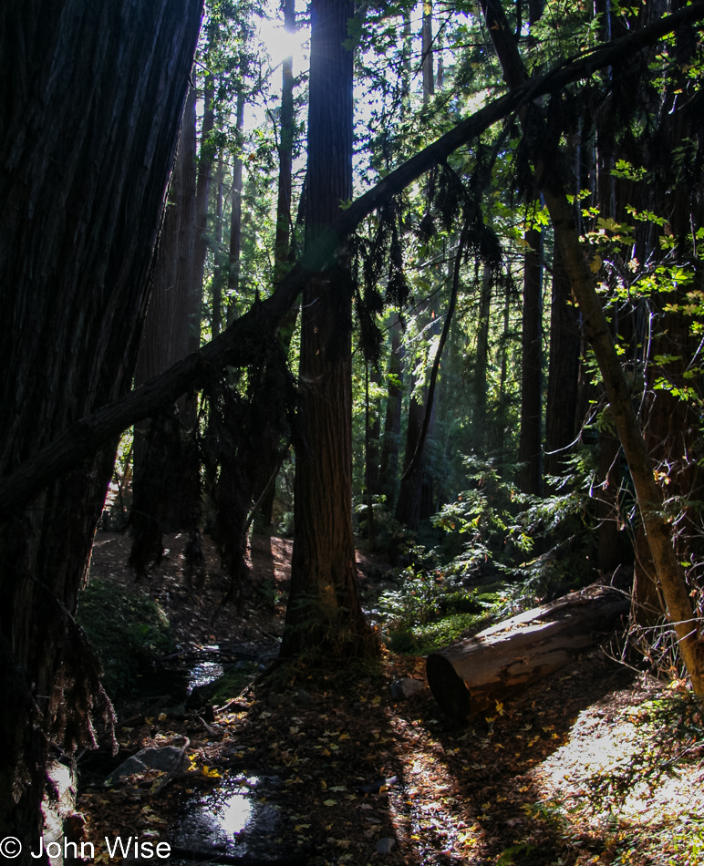 Pfeiffer Big Sur State Park in California