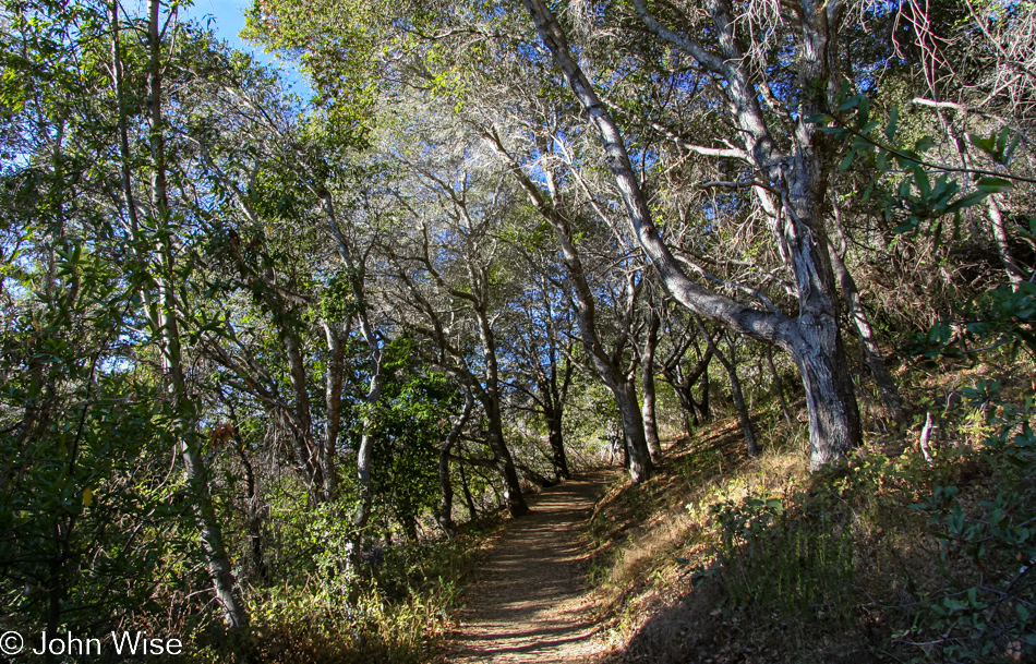 Pfeiffer Big Sur State Park in California