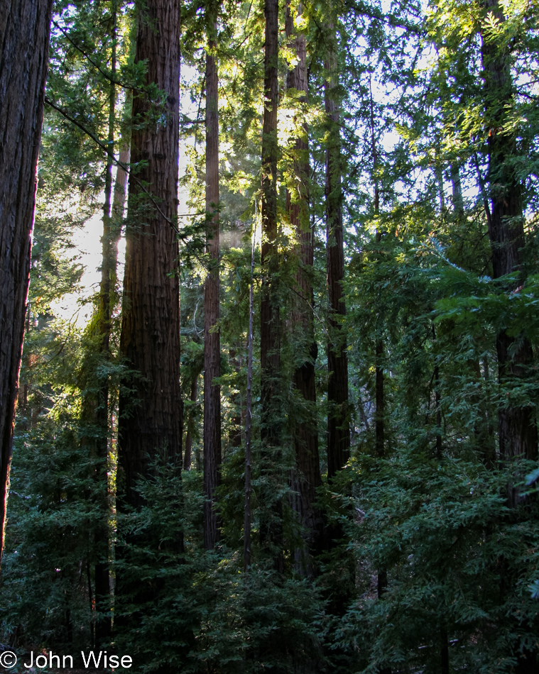 Pfeiffer Big Sur State Park in California