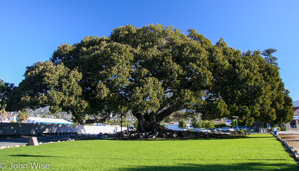 Giant fig tree in Santa Barbara, California