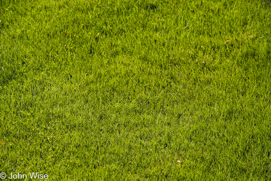 Living out west the grass just may be greener. The United States surrounding the southwest is entering winter, this photo of green grass was taken outside someplace in Phoenix - it is nothing special, just very green.