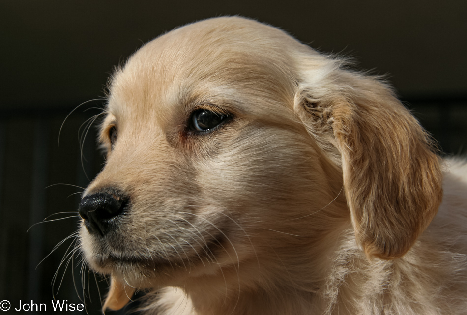 Tula, the Golden Retriever, is the new puppy of a friend of our aunt and uncle in Santa Barbara, California