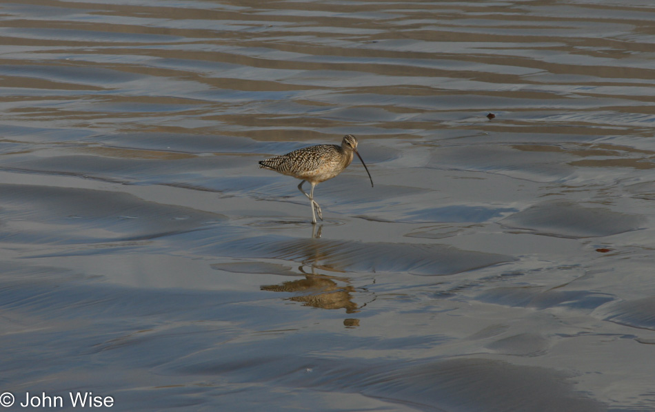 Curlew at Big Sur, California