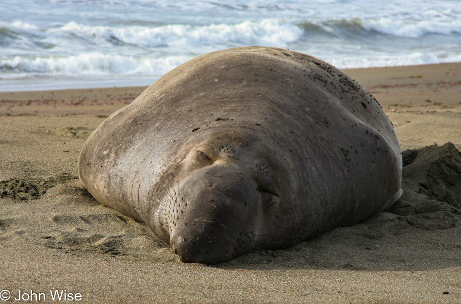 Elephant Seal near San Simeon, California