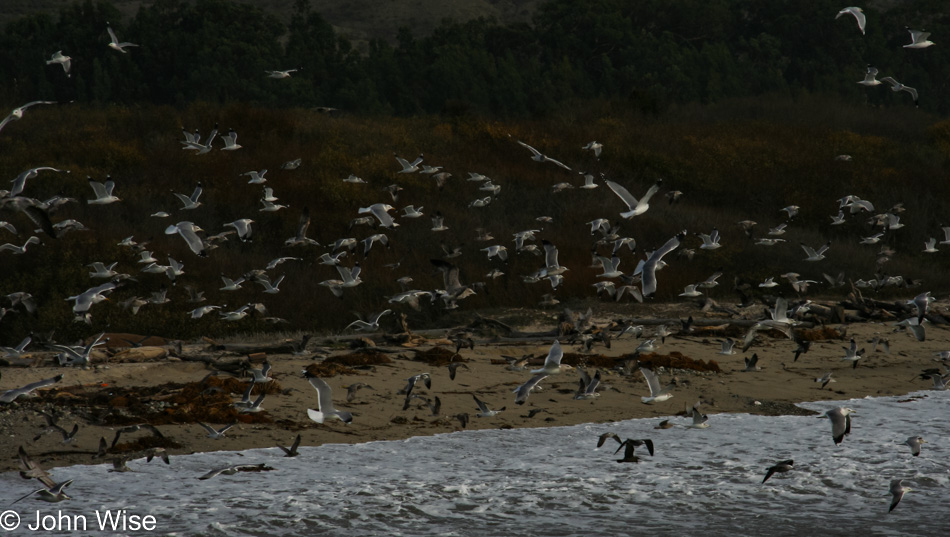 Andrew Molera State Park in Big Sur, California