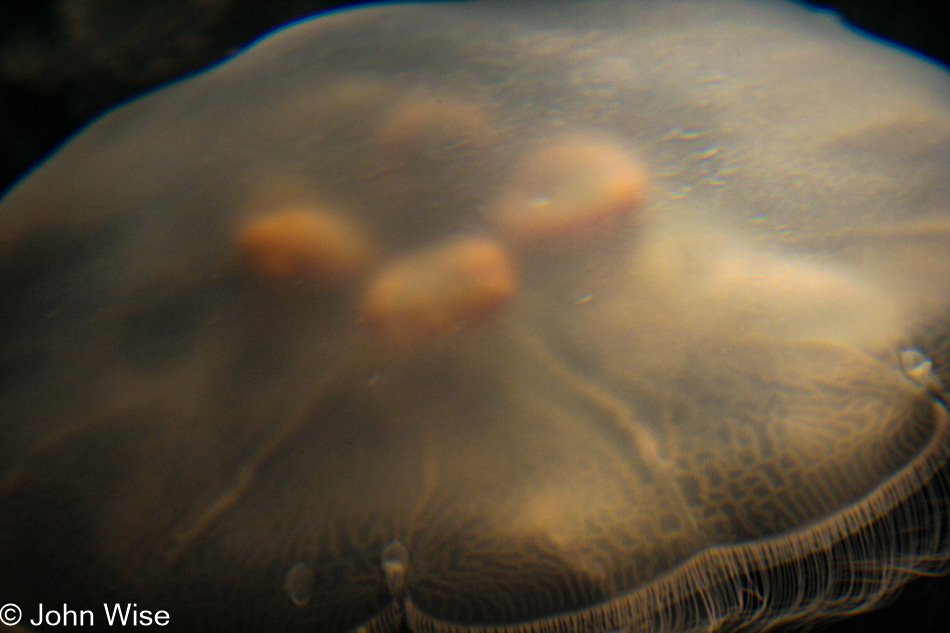 Monterey Bay Aquarium, Monterey, California