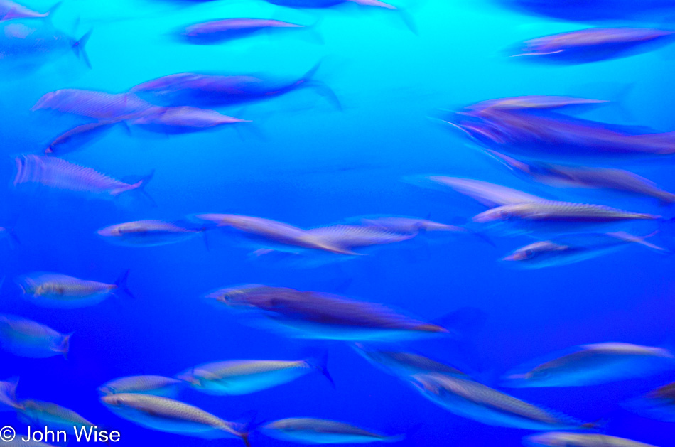 Monterey Bay Aquarium, Monterey, California