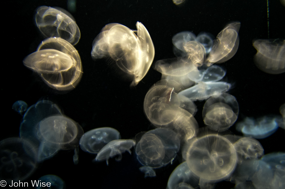 Monterey Bay Aquarium in Monterey, California