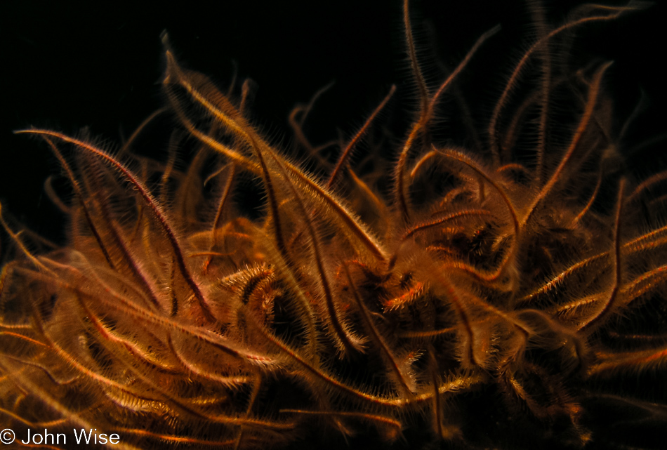 Monterey Bay Aquarium in Monterey, California