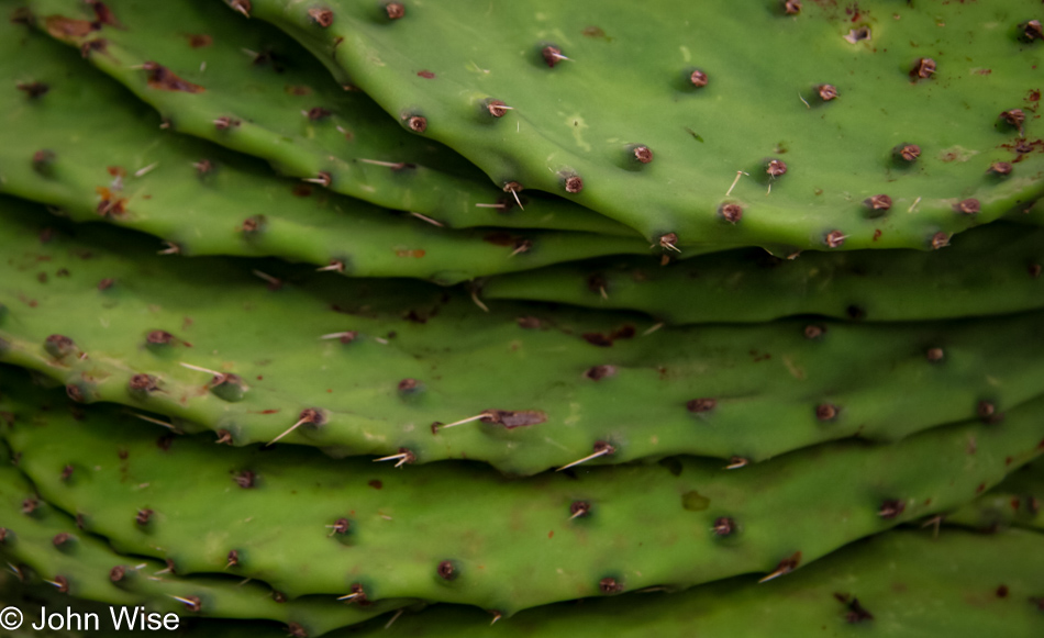 Food City Mexican Grocery in Phoenix, Arizona