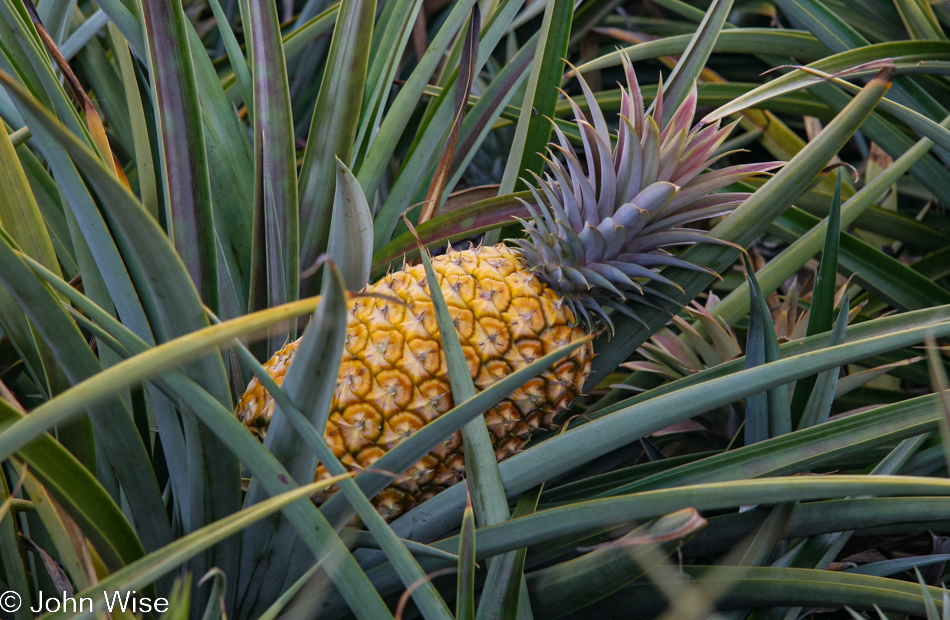 Pineapple growing on Maui Hawaii