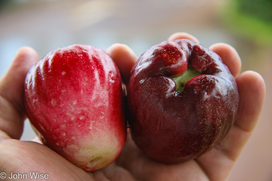 Someone at Mana'e Goods & Grindz on Molokai offered us these local apples