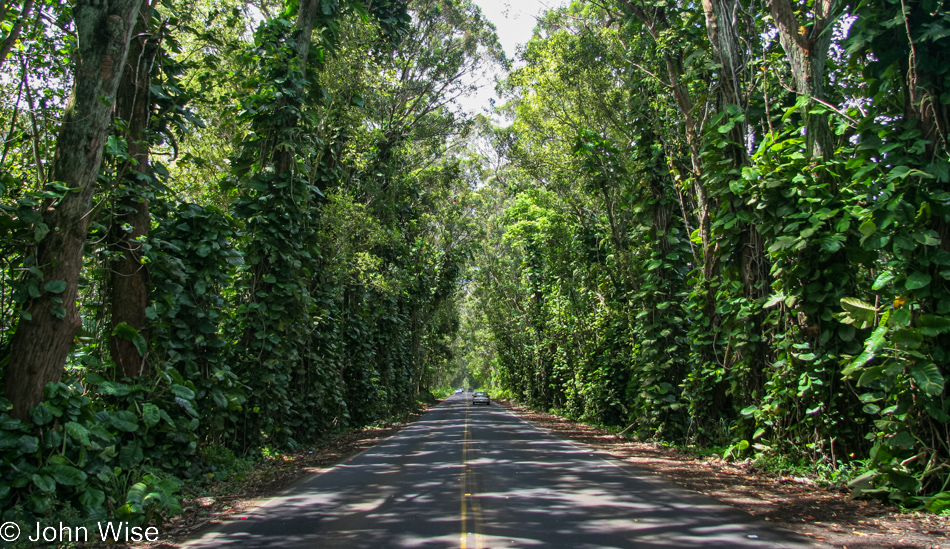 Tree Tunnel in Koloa, Kauai, Hawaii