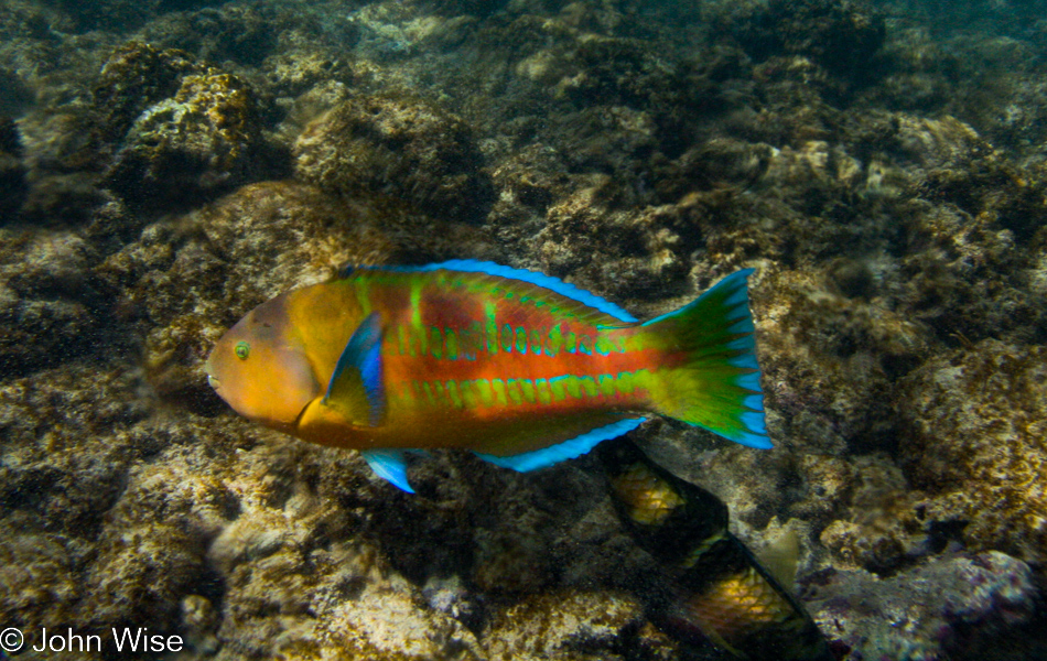 Snorkeling at Poipu Beach in Koloa, Kauai, Hawaii