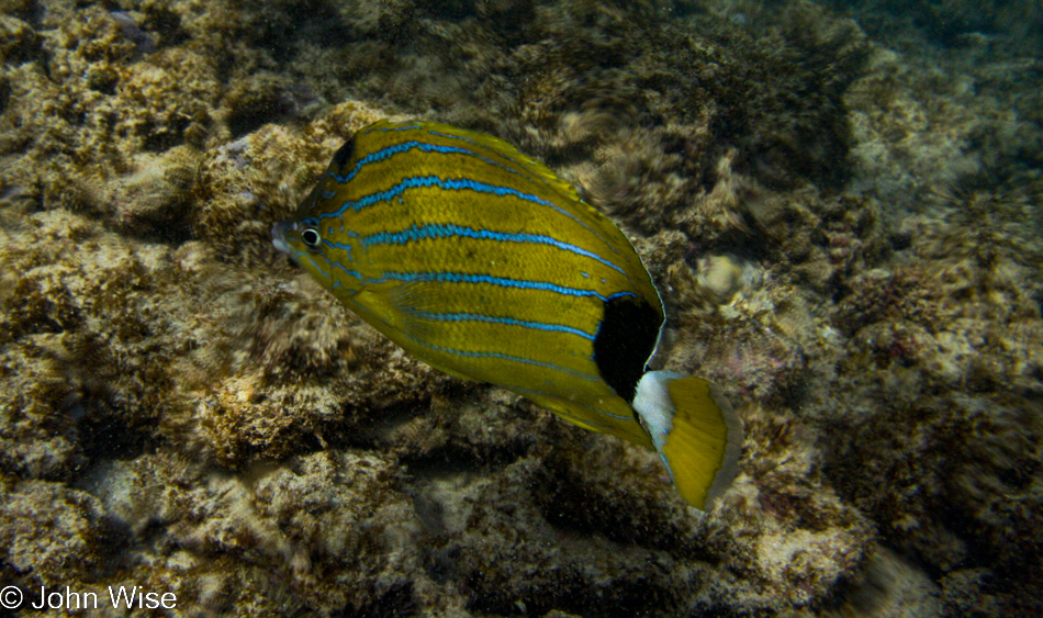 Snorkeling at Poipu Beach in Koloa, Kauai, Hawaii