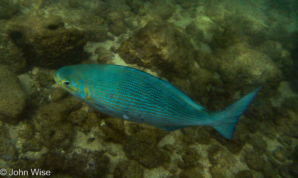 Snorkeling at Lawa'i Beach in Koloa, Kauai, Hawaii