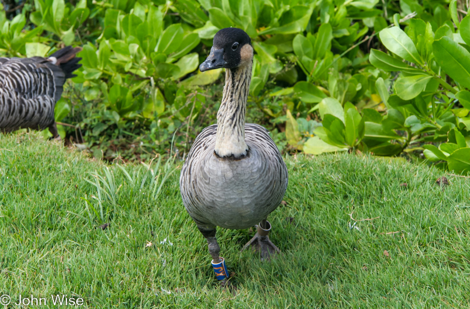 Nene seen at Kilauea Point National Wildlife Refuge on Kauai, Hawaii