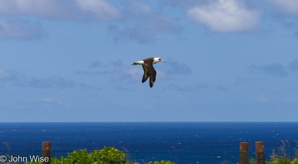 Albatross seen at Kilauea Point National Wildlife Refuge on Kauai, Hawaii 