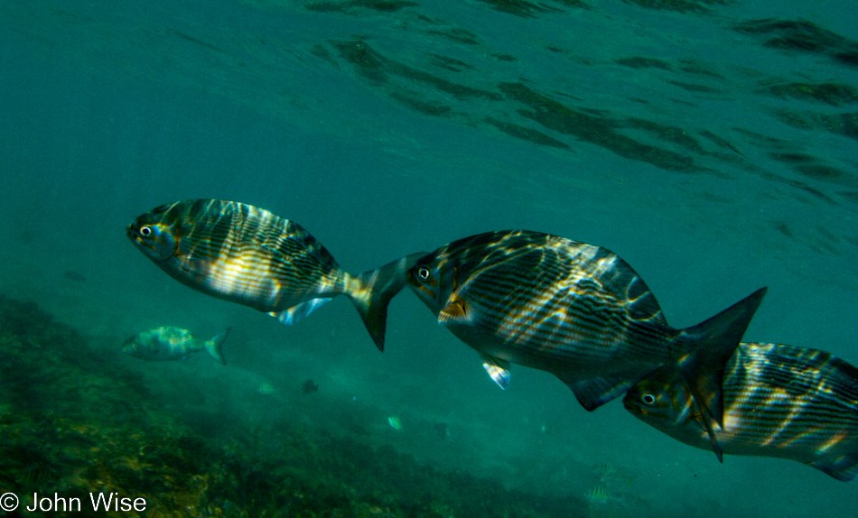 Lowfin Chub at Poipu Beach on Kauai, Hawaii