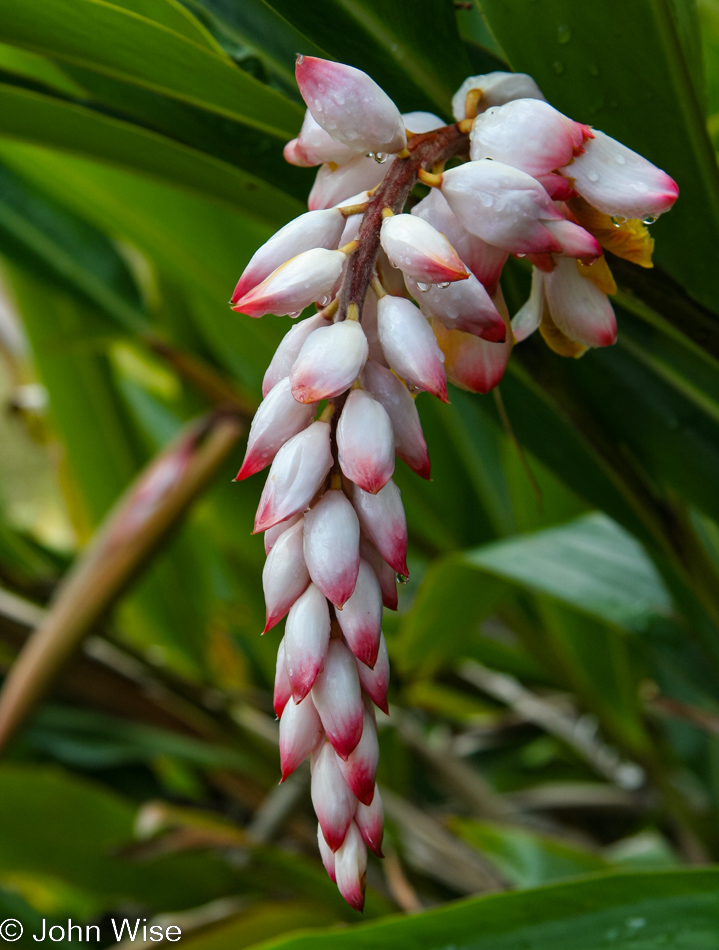 Near Hanalei on Kauai, Hawaii