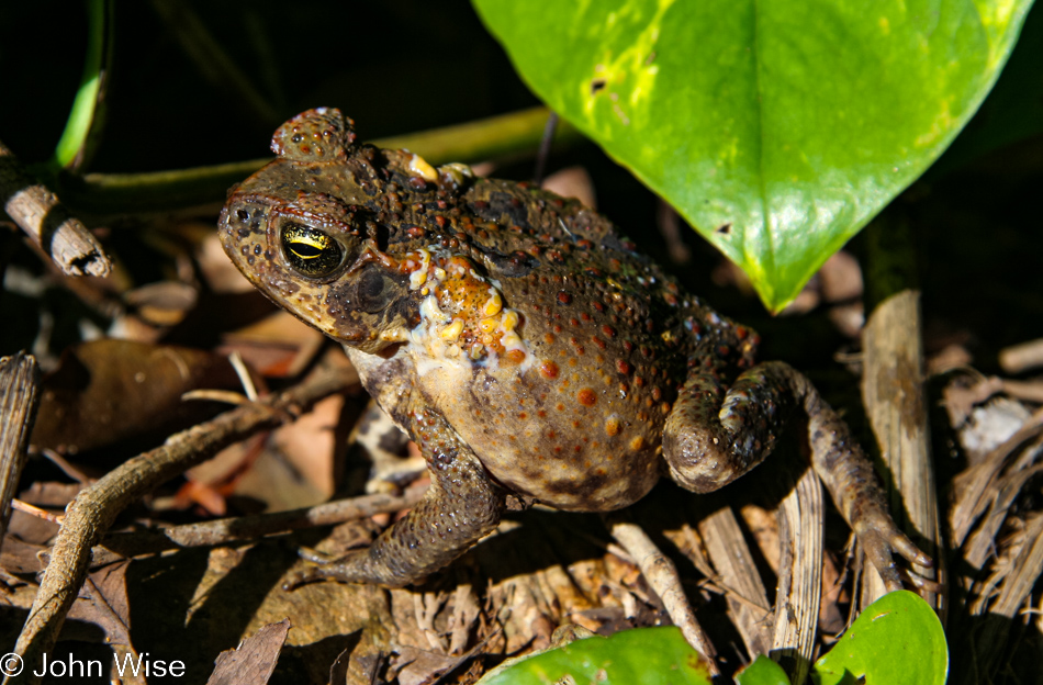 Toad on the Kalalau Trail to the Nā Pali Coast on Kauai, Hawaii