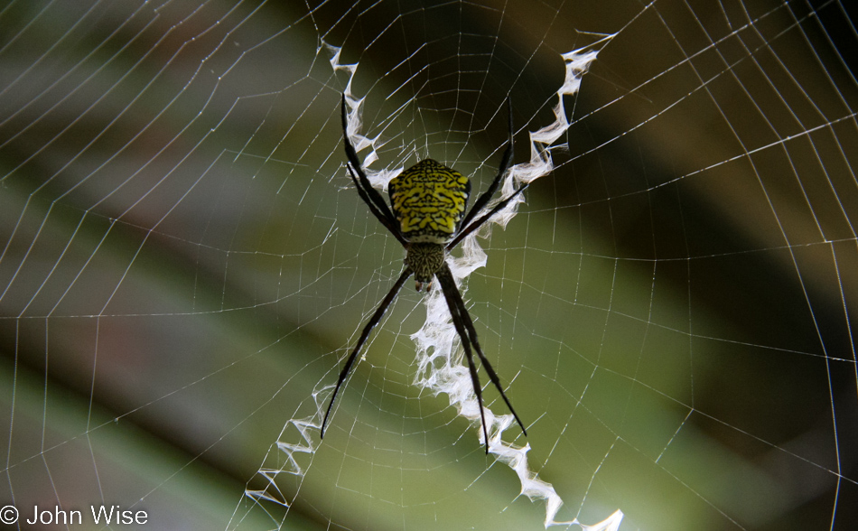Spider in Kahili Mountain Cabin in Koloa, Kauai, Hawaii
