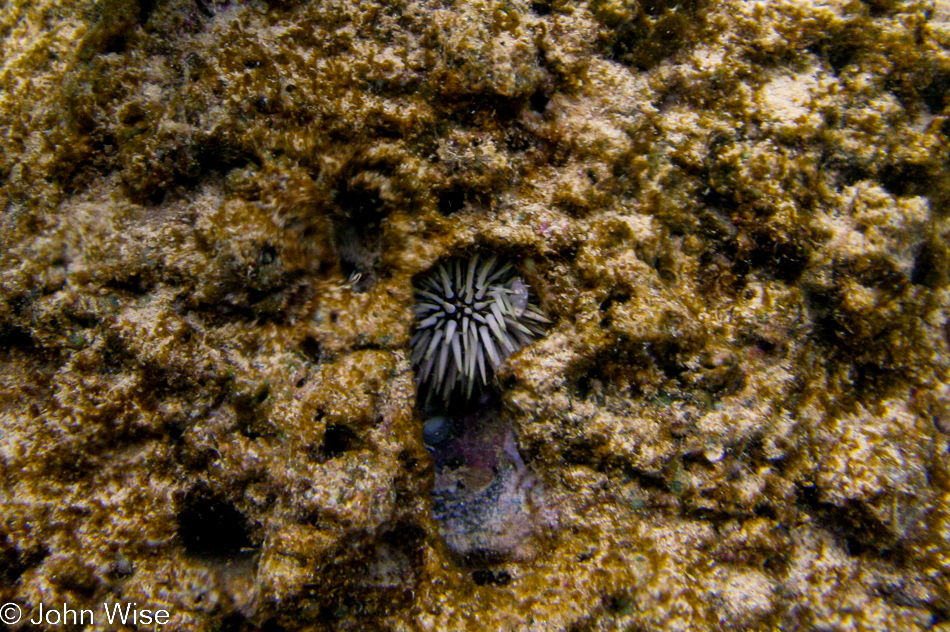 Snorkeling at Poipu Beach on the island of Kauai, Hawaii