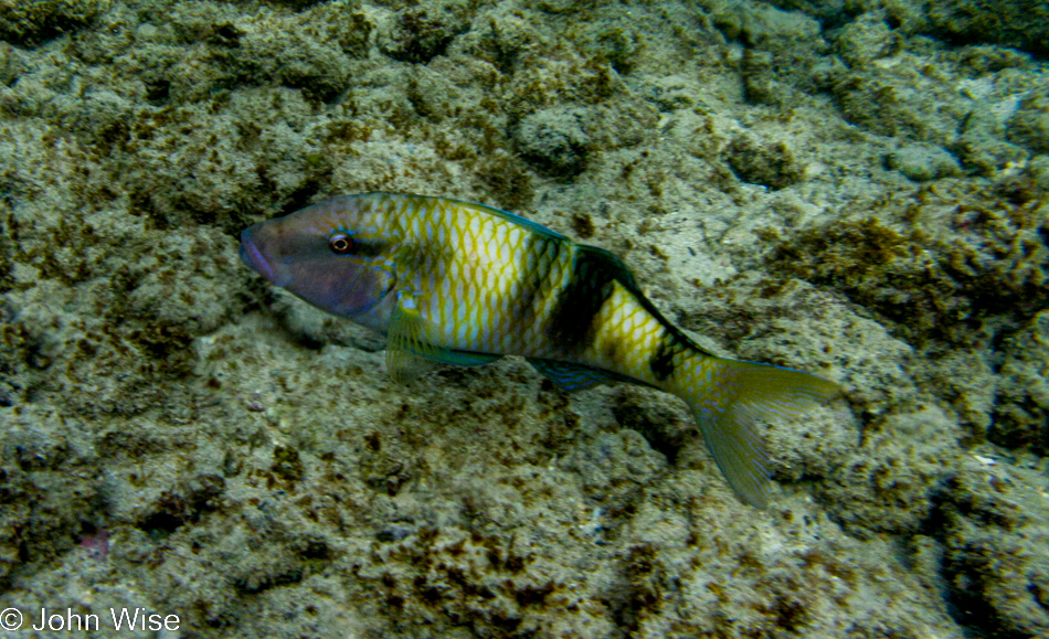 Snorkeling at Poipu Beach on the island of Kauai, Hawaii