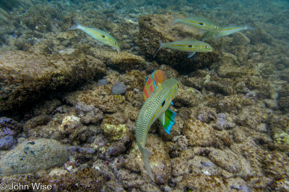 Snorkeling at Poipu Beach on the island of Kauai, Hawaii