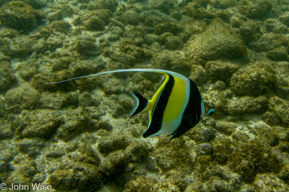 Snorkeling at Poipu Beach on the island of Kauai, Hawaii